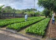 Sertifikasi Benih Kelapa Sawit di Sukamara dan Pulang Pisau Diperketat Demi Jaga Mutu Produksi