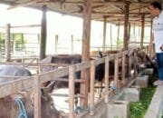 Kota Palangka Raya Perketat Pengawasan Hewan Kurban