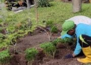 DLH Optimalkan 94 Ruang Terbuka Hijau untuk Ruang Publik Berkualitas di Palangka Raya