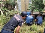 Petugas Damkar Evakuasi King Cobra Tiga Meter di Permukiman Warga