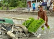Sinergi Petani dan Pemerintah Perkuat Pangan di Barsel