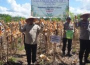 Pemprov Kalteng Genjot Produksi Jagung, Targetkan 15 Ribu Hektare Lahan Tanam