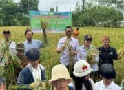 Panen Raya Impago 13 Fortiz Perkuat Ketahanan Pangan Palangka Raya