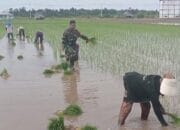 Babinsa Dorong Semangat Petani Desa Kampung Tengah Hadapi Musim Tanam