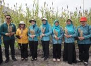 Panen Sorgum di TTP Jadi Simbol Ketahanan Pangan Keluarga
