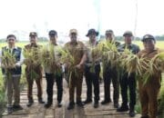 Sinergi Pemprov dan Swasta, Panen Demplot di Pulang Pisau Perkuat Target Swasembada Pangan