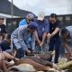 Ibadah Qurban, Sebelas Sapi dan Tiga Kambing Disalurkan oleh DPW NasDem Kalteng