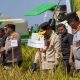 Panen Raya Kapuas Tegaskan Komitmen Kalteng Menjadi Penyangga Ketahanan Pangan Nasional
