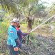 Dalkarhutla Dishut Kalteng Padamkan Karhutla Katingan Dalam Sejam