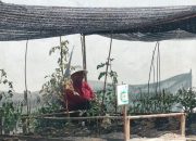 NasDem Kalteng Umumkan Hasil Lomba Bercocok Tanam