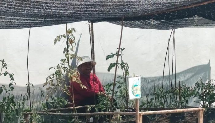 NasDem Kalteng Umumkan Hasil Lomba Bercocok Tanam