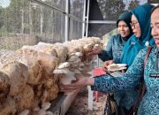 Panen Jamur Tiram Jadi Capaian Pemberdayaan Warga Tahai Jaya