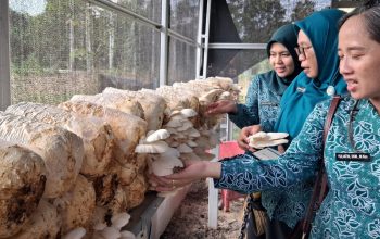 Panen Jamur Tiram Jadi Capaian Pemberdayaan Warga Tahai Jaya