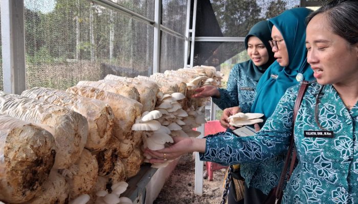 Panen Jamur Tiram Jadi Capaian Pemberdayaan Warga Tahai Jaya