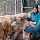 Panen Jamur Tiram Jadi Capaian Pemberdayaan Warga Tahai Jaya