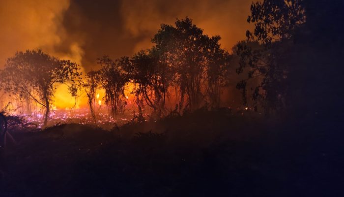Petugas Padamkan Karhutla Seluas 0,24 Hektare di Palangka Raya Hingga Usai Dini Hari 